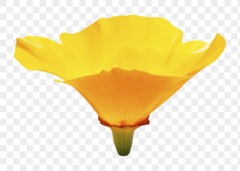 Yellow poppy png, flower sticker, | Free PNG - rawpixel