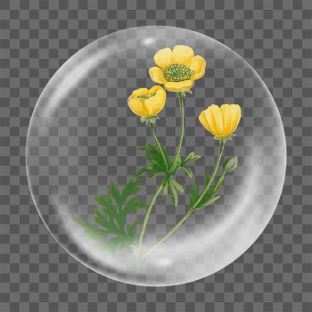 Yellow poppy png flower sticker, | Free PNG - rawpixel