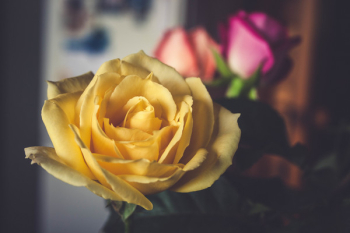 Yellow Rose Flower Yellow Rose Flower