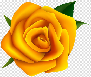 Yellow rose flower illustration, Rose Yellow , Yellow Rose transparent background PNG clipart