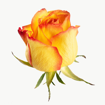Yellow rose flower transparent png | Free transparent png - 2278100 Yellow rose flower transparent png | Free transparent png - 2278100
