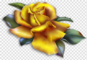Yellow rose graphics, Rose Yellow , Beautiful Yellow Rose transparent background PNG clipart