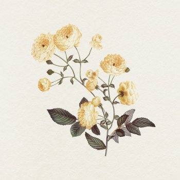 Yellow rose illustration | Free Photo Illustration - rawpixel Yellow rose illustration | Free Photo Illustration - rawpixel