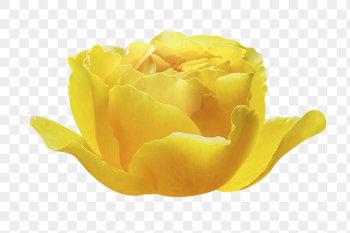 Yellow rose png, flower clipart, | Free PNG - rawpixel