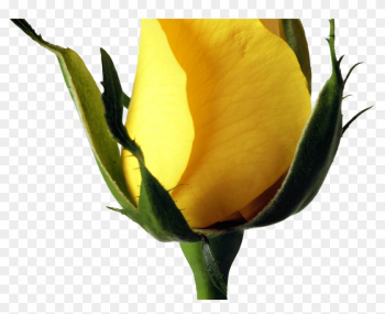 Yellow Rose Png Image Purepng Free Transparent Cc0 - Yellow Rose Png