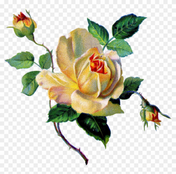 Винтажный Декор Клипарт Без Фона - Yellow Rose Vintage Image Graphicsf Sticker (oval)