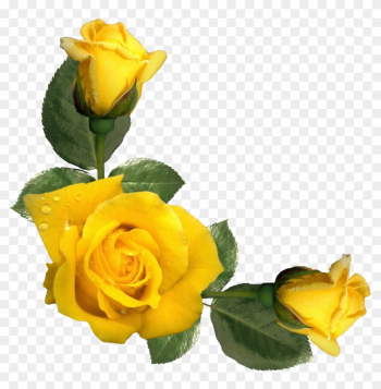 Yellow Roses - Inspirational Quotes With Yellow Roses