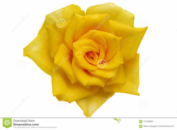 Yellow roses. png. stock photo. Image of affection, curl - 121503284