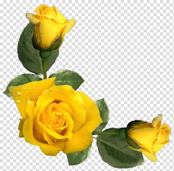 Yellow roses, Rose Yellow Flower , Beautiful Yellow Roses Decor transparent background PNG clipart