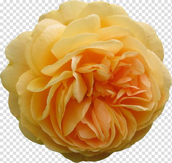 Yellow roses , yellow flower transparent background PNG clipart