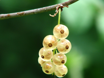 Yellow Round Small Fruit Yellow Round Small Fruit