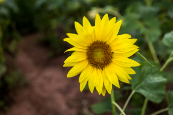 Yellow Sunflower Yellow Sunflower