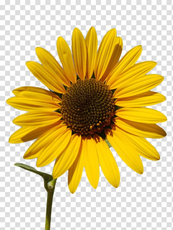 Yellow sunflower, Common sunflower Sunflower oil Sunflower seed , sunflower transparent background PNG clipart