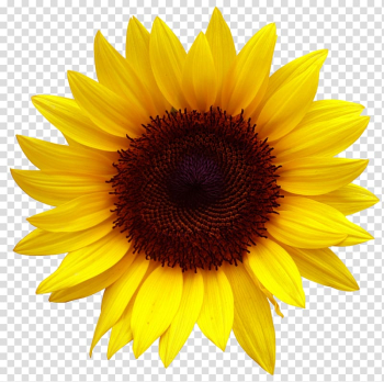 Yellow sunflower, Common sunflower Sunflower seed, Golden sunflowers transparent background PNG clipart
