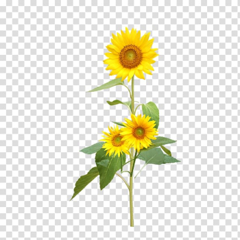 Yellow sunflower, Common sunflower Sunflower seed Perennial sunflower, sunflower transparent background PNG clipart