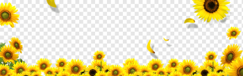 yellow sunflower field illustration, Common sunflower Landscape, sunflower, honey Bee, text, sunflower png