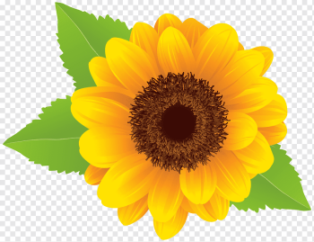 yellow sunflower illustration, Common sunflower, Sunflower, image File Formats, sunflower, sunflower Seed png