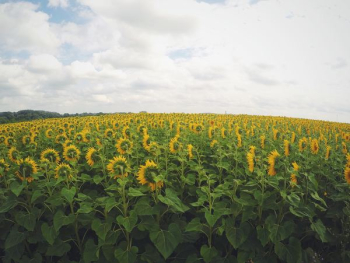 yellow sunflower in bloom plantation yellow sunflower in bloom plantation