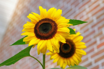 Yellow Sunflower Macro Photographyt Yellow Sunflower Macro Photographyt