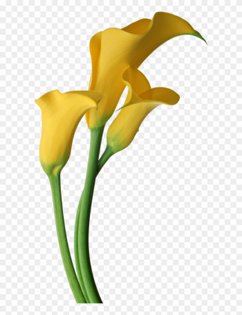 Yellow Transparent Calla Lilies Flowers Clipart - Yellow Calla Lily Flower Yellow Transparent Calla Lilies Flowers Clipart - Yellow Calla Lily Flower