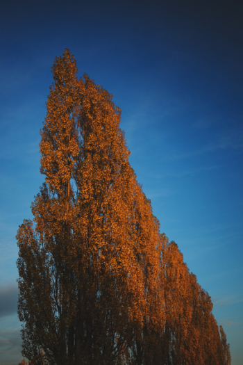 Yellow trees Yellow trees