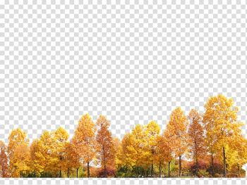 Yellow trees, Yellow trees transparent background PNG clipart Yellow trees, Yellow trees transparent background PNG clipart