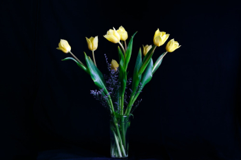 Yellow Tulip Flower Yellow Tulip Flower