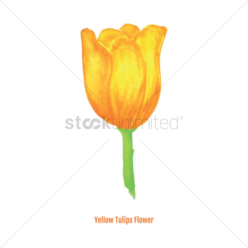 Yellow tulip flower Yellow tulip flower