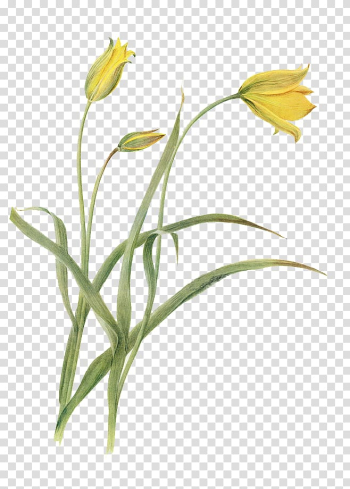 Yellow tulip flowers illustration, Flower Botany Tulip Botanical illustration Illustration, Watercolor flowers transparent background PNG clipart