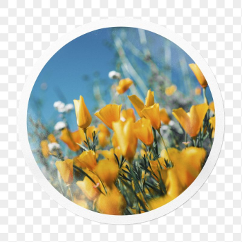 Yellow tulip png field sticker, | Free PNG - rawpixel