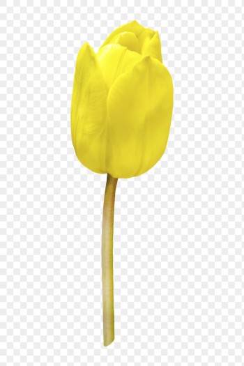 Yellow tulip png, flower clipart, | Free PNG - rawpixel