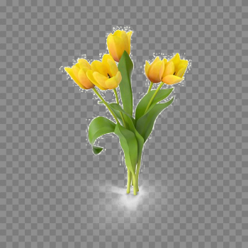 Yellow Tulip PNG Free Download Yellow Tulip PNG Free Download