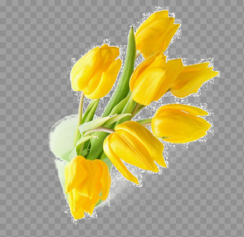 Yellow Tulip PNG Transparent Image Yellow Tulip PNG Transparent Image