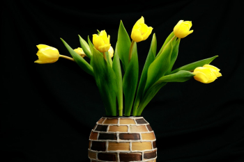 Yellow Tulips Flower Yellow Tulips Flower