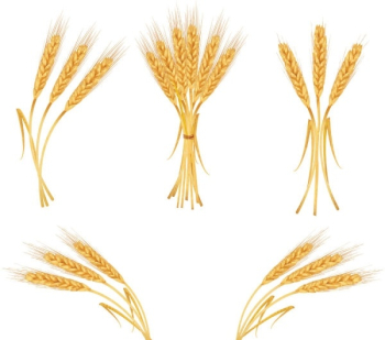 Yellow Wheat 04 Vector PNG Images, Backgrounds and Vectors for ...