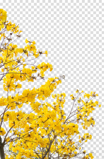 Yellow , yellow flowers transparent background PNG clipart