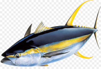 Yellowfin tuna Atlantic bluefin tuna Skipjack tuna Fishing - fish 