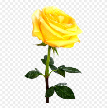 Yellw Rose Png Transparent Images Free Gallery - Yellow Rose Transparent Background