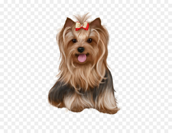 Yorkshire Terrier Biewer Terrier Puppy Cairn Terrier Image - puppy 