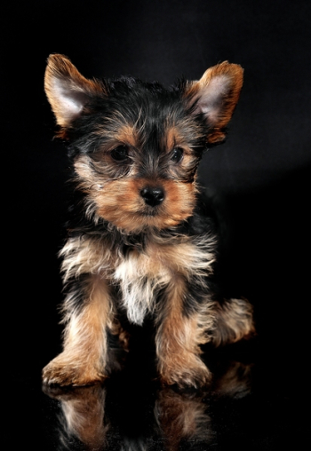 Yorkshire Terrier Puppy Yorkshire Terrier Puppy