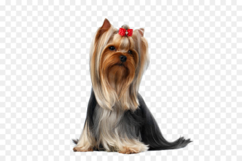 Yorkshire Terrier Puppy Pet Maltese dog - groom Yorkshire Terrier Puppy Pet Maltese dog - groom
