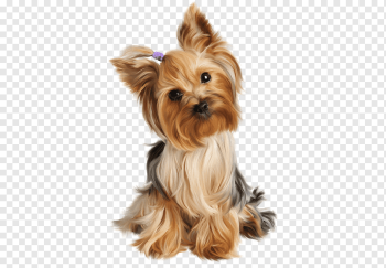 Yorkshire Terrier Puppy Siberian Husky Dog grooming Pet, puppy, animals, carnivoran, toy Dog png