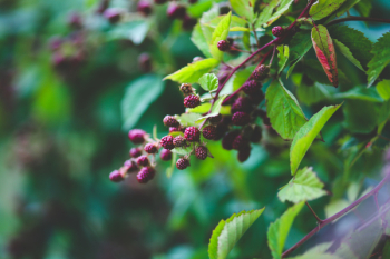Young blackberries Young blackberries