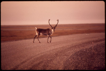 Young Bull Caribou Crosses Gravel | Free Photo - rawpixel Young Bull Caribou Crosses Gravel | Free Photo - rawpixel