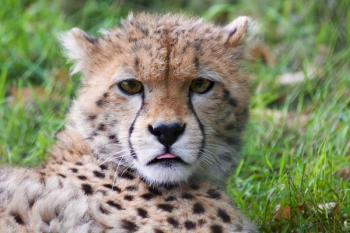 Young Cheetah Free Photo Young Cheetah Free Photo