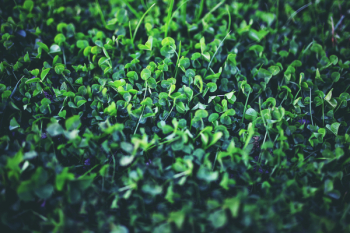 Young clover Young clover