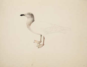 Young european herring gull ; | Free Photo - rawpixel Young european herring gull ; | Free Photo - rawpixel