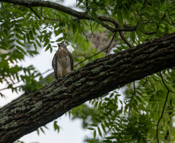 Young Hawk on Tree Branch