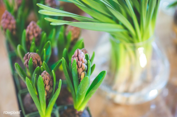 Young hyacinth bulbs. Visit Kaboompics for mo.. | Free stock photo - 435964 Young hyacinth bulbs. Visit Kaboompics for mo.. | Free stock photo - 435964