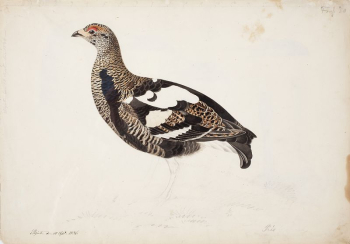 Young male black grouse in a transitional | Free Photo - rawpixel Young male black grouse in a transitional | Free Photo - rawpixel